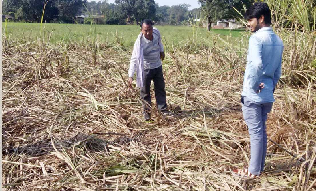 Wild elephants attacked two villages built