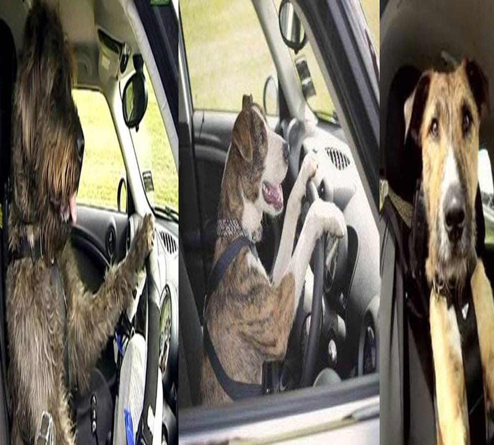 rescue dogs passed driving test 
