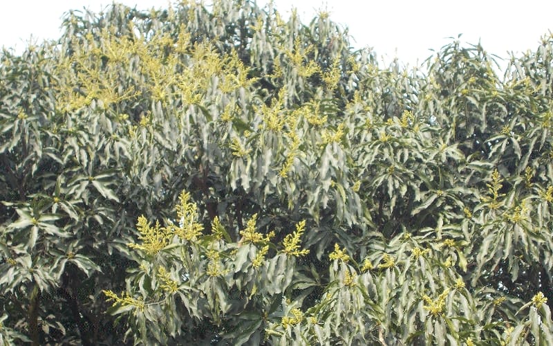  farmers surprised,seeing a cluster of blossoms of mango
