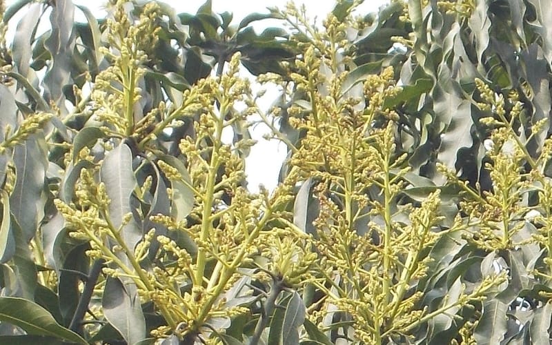  farmers surprised,seeing a cluster of blossoms of mango