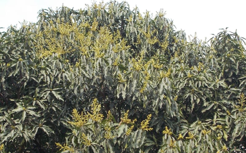  farmers surprised,seeing a cluster of blossoms of mango