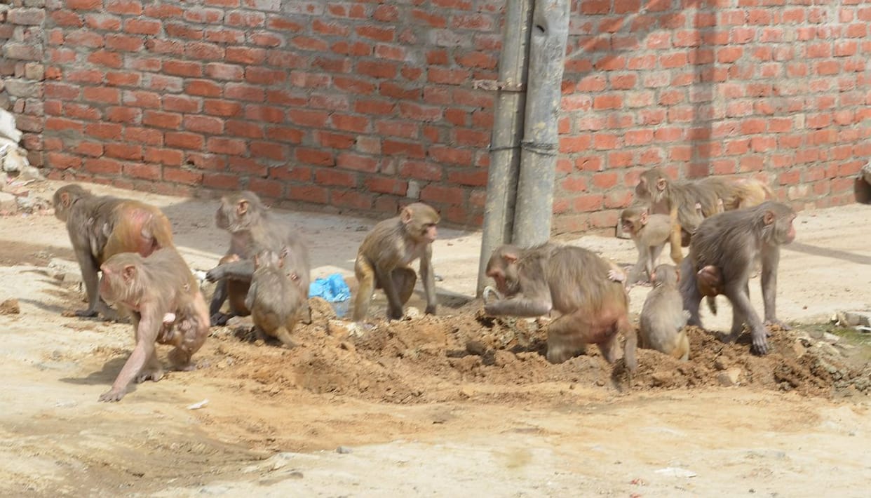 monkeys terror in housing board colony faridabad