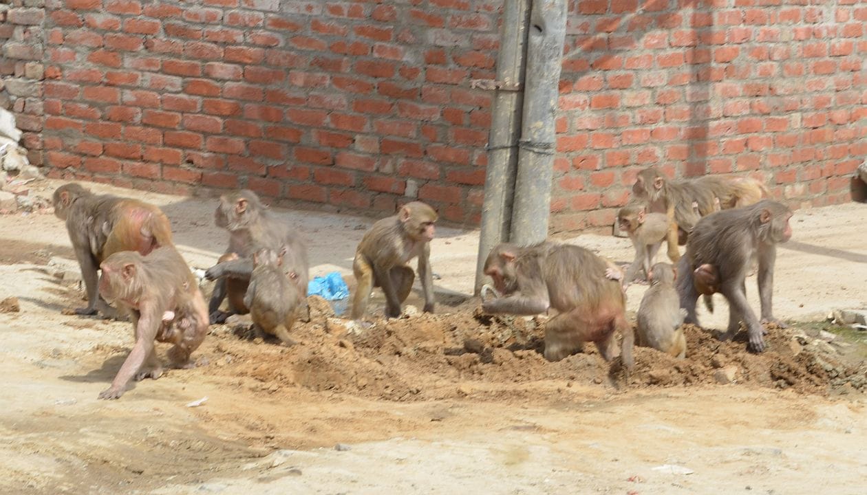 Monkey found in the line of drinking water