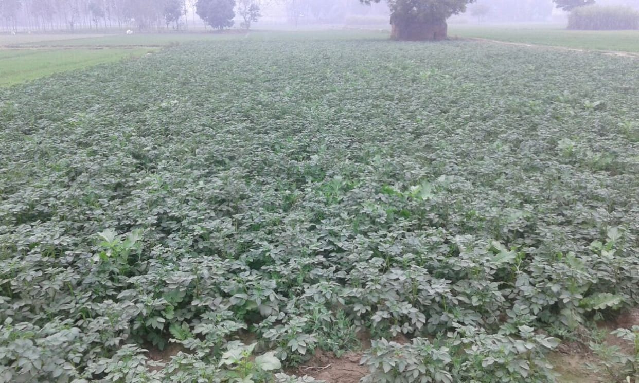 Rains benefited crops
