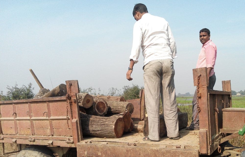 wood recovered from pond