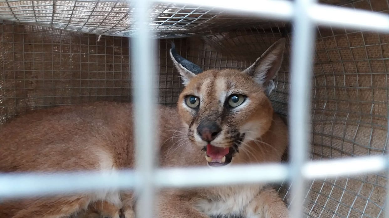 Animal traffickers caught