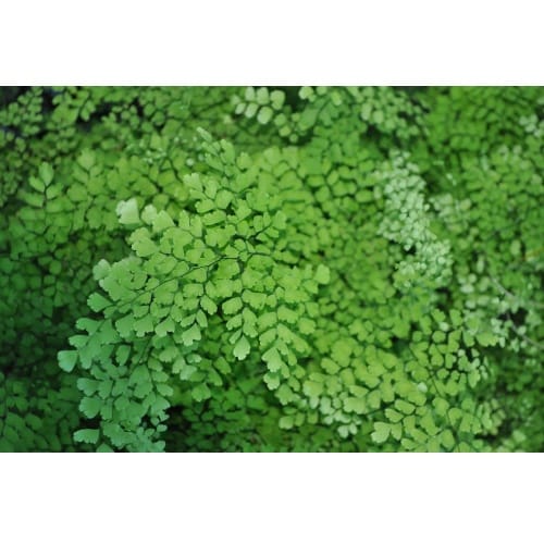 Adiantum capillus veneris help fight skin infections like acnes and fungal infection