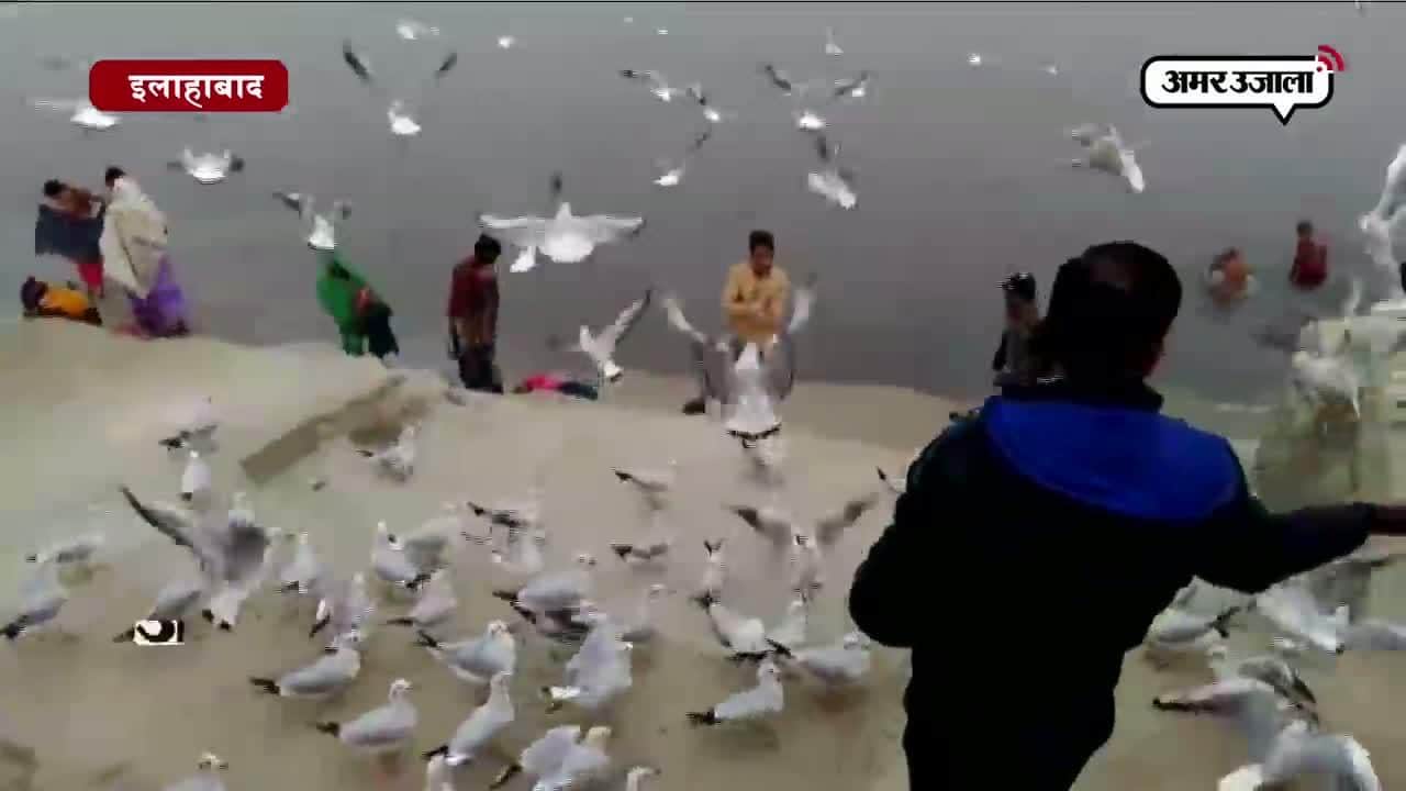 साइबेरियाई पक्षी