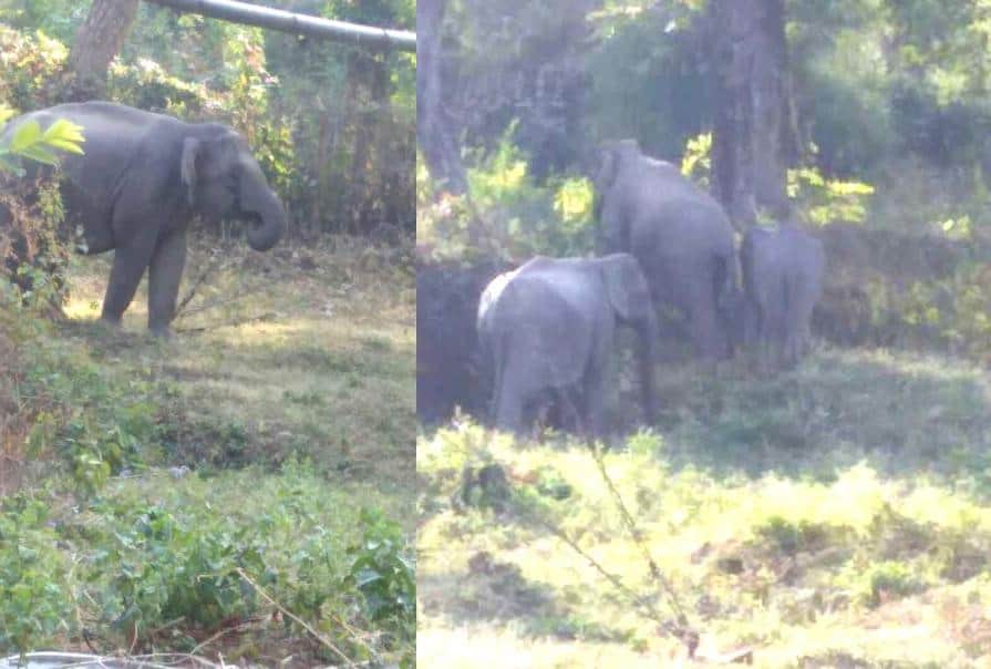 elephant enter in doordarshan relay center.