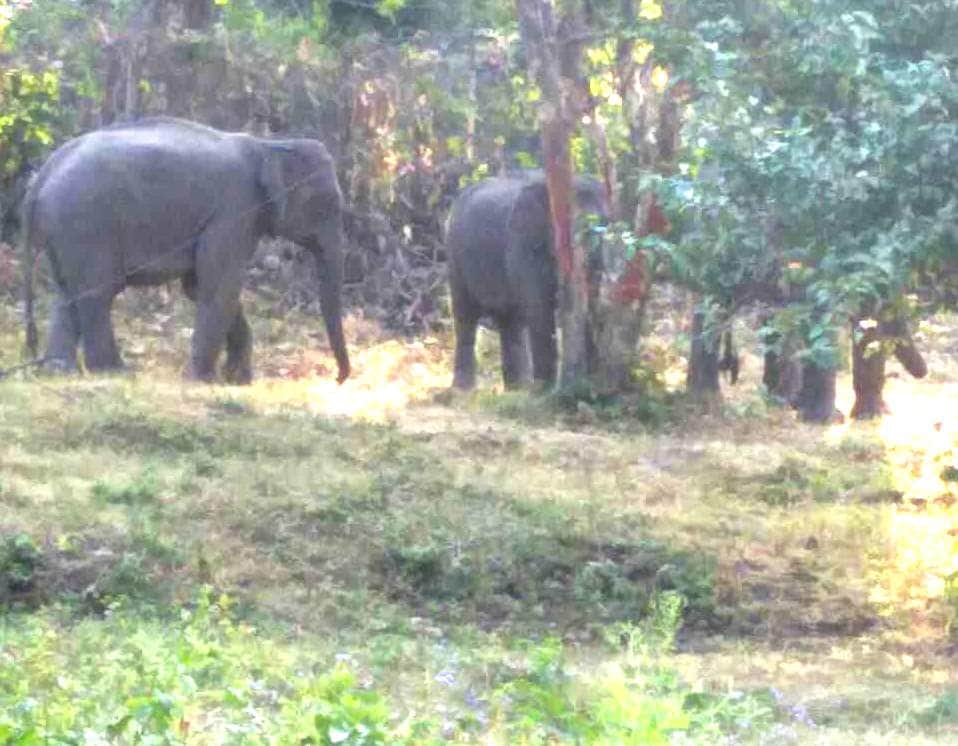 elephant enter in doordarshan relay center.