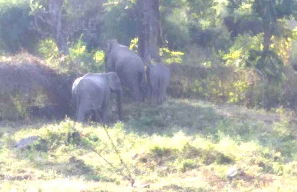 elephant enter in doordarshan relay center.