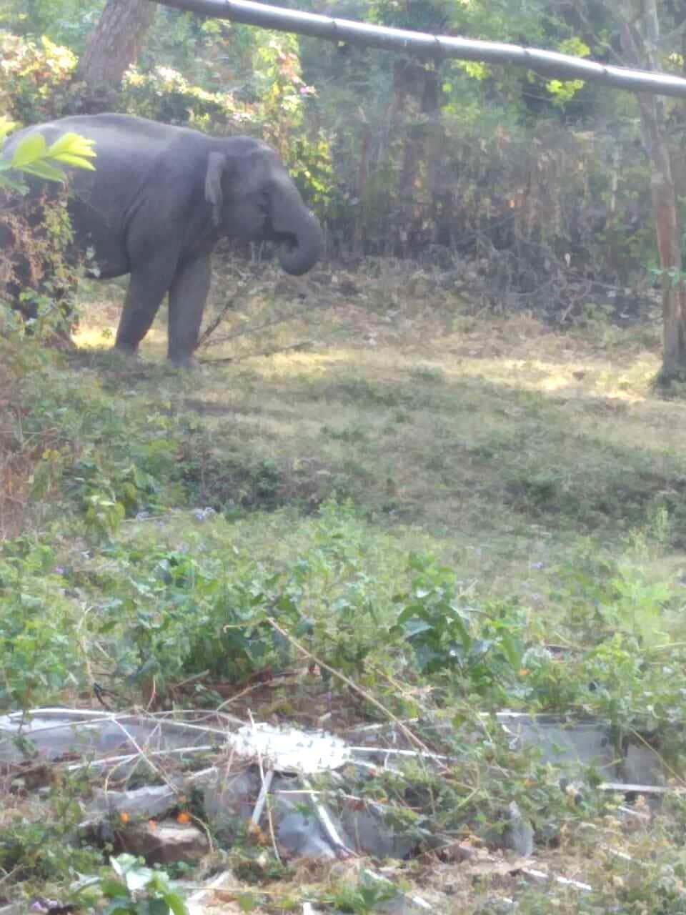 elephant enter in doordarshan relay center.