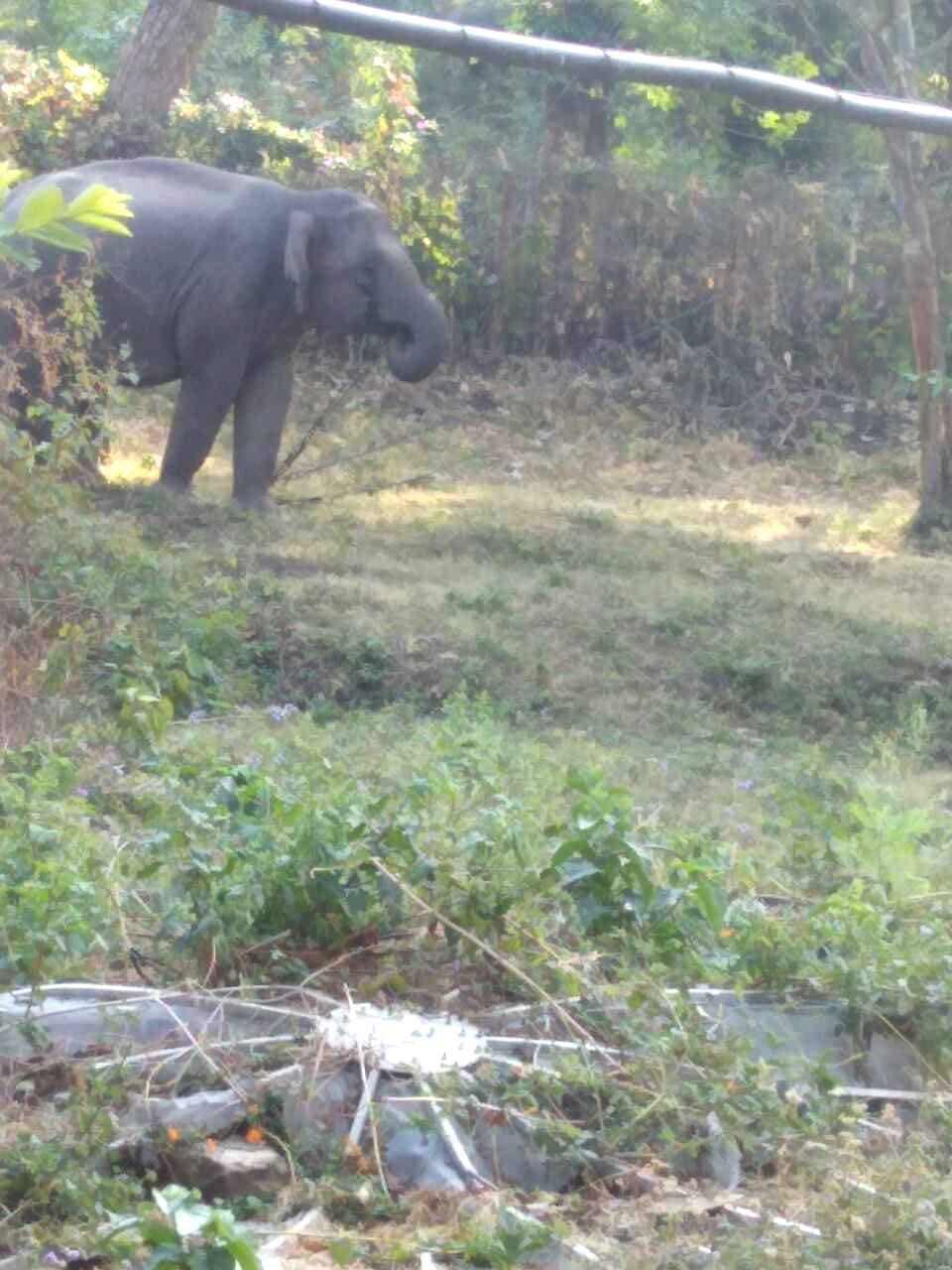 elephant enter in doordarshan relay center.