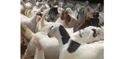 kurbani bakra ready to be sold in markets of ajmer 