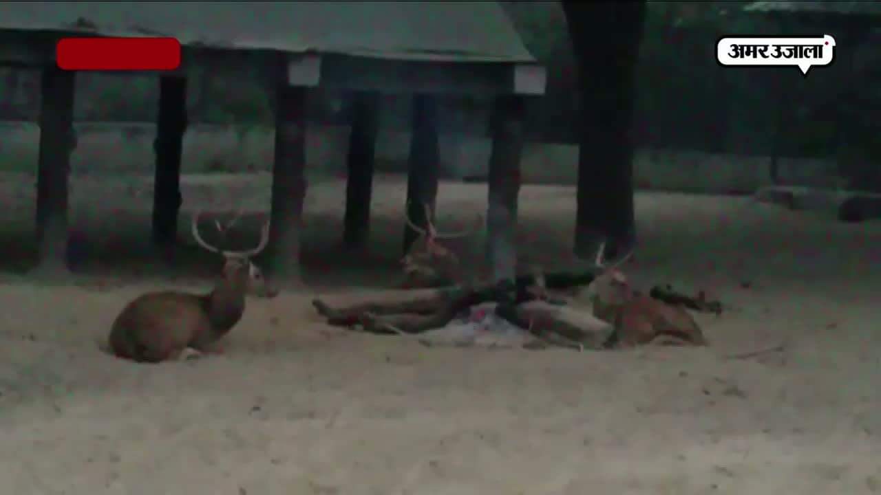 कानपुर में ठंड से बचने के लिए आग ताप रहे हैं जानवर 