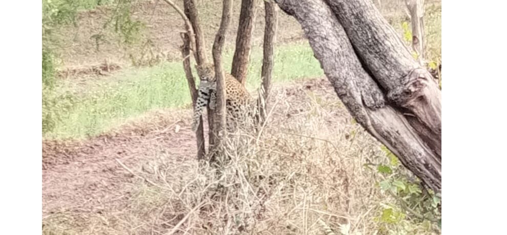 leopard in haricane ground