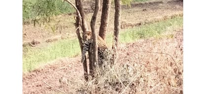 Leopard trapped on a tree in Himachal rescued
