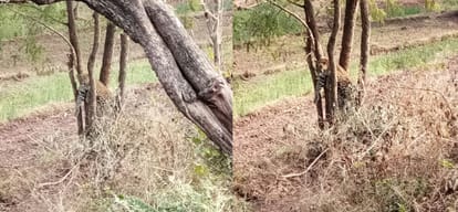 Leopard trapped on a tree in Himachal rescued