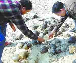 Amethi and Sultanpur hub of turtle smuggling