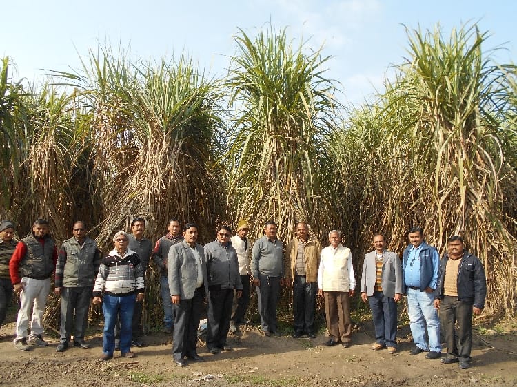 Increase sugar production