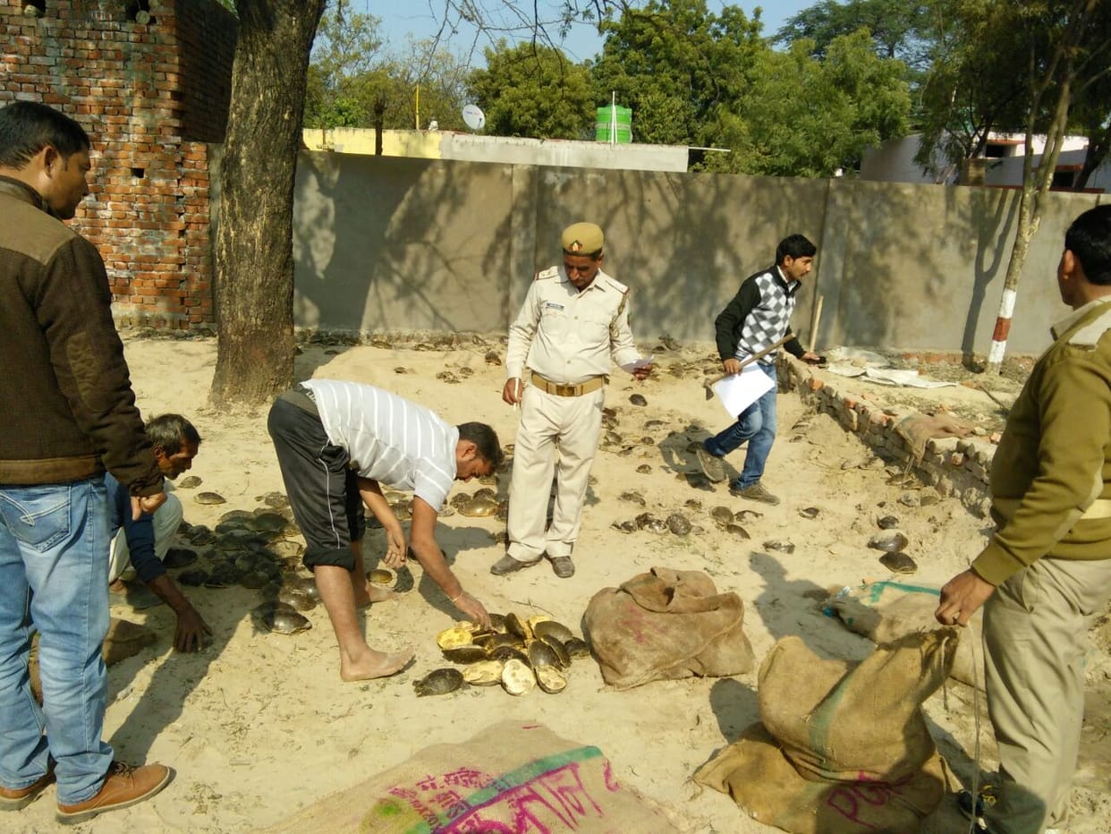 stf recovered 9000 tortoise