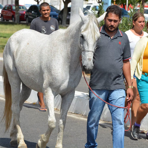 The heartbreaking moment a horse cries at his owner’s funeral