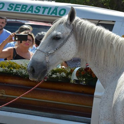 The heartbreaking moment a horse cries at his owner’s funeral