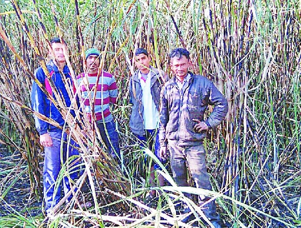 Mvikhurd crop acres burned in the high tension line 20