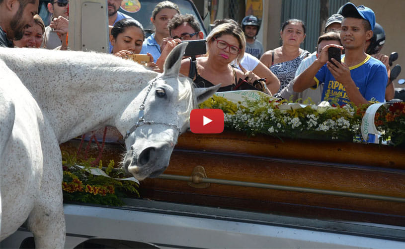 The heartbreaking moment a horse cries at his owner’s funeral