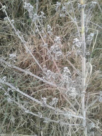 बर्फबारी