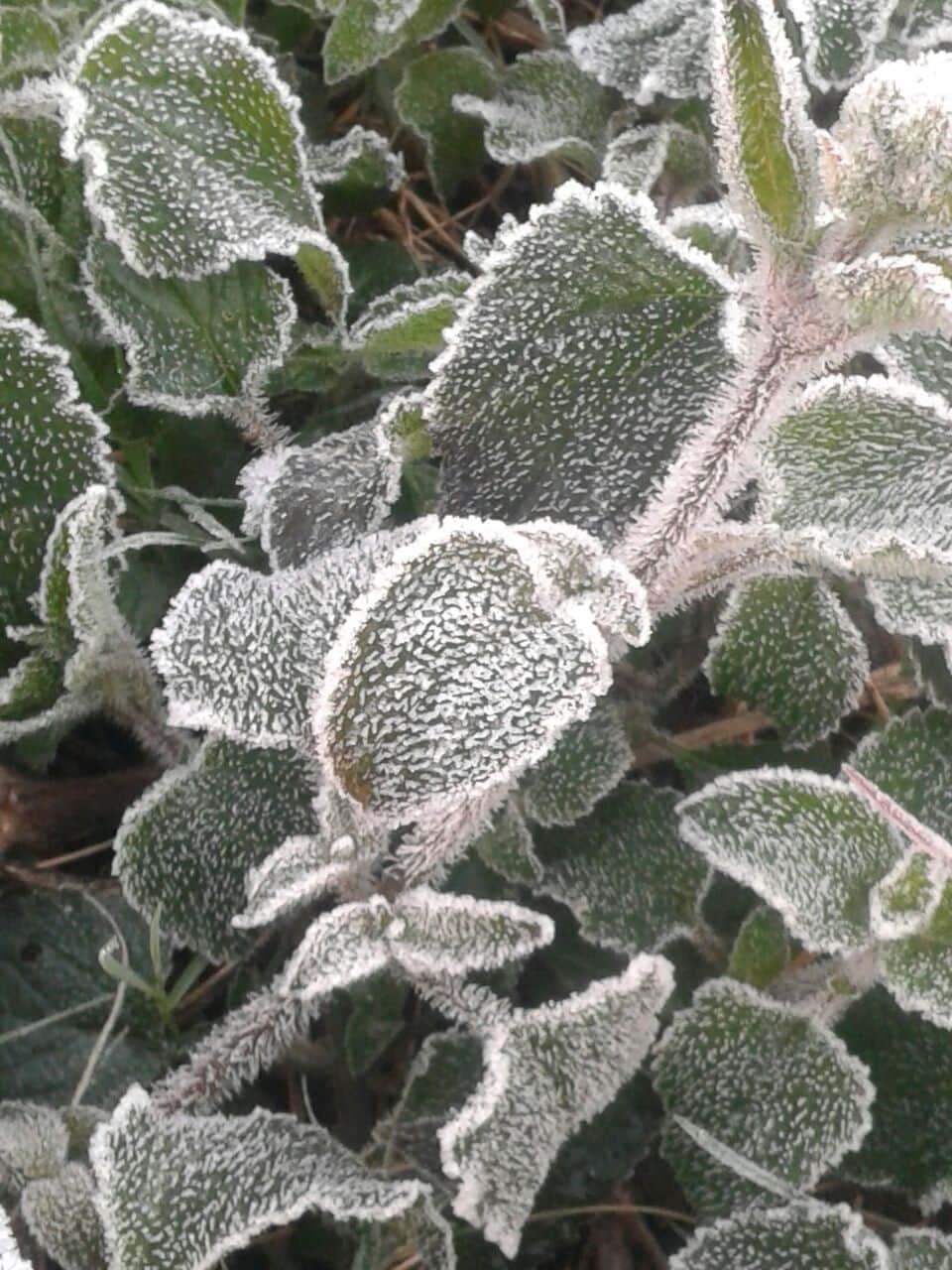 west up me kanp uthe log, jammkar hui barfbari