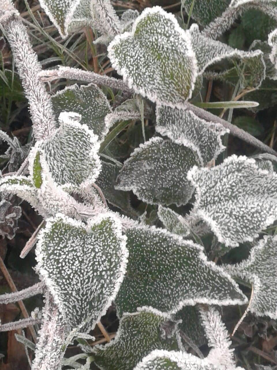 west up me kanp uthe log, jammkar hui barfbari