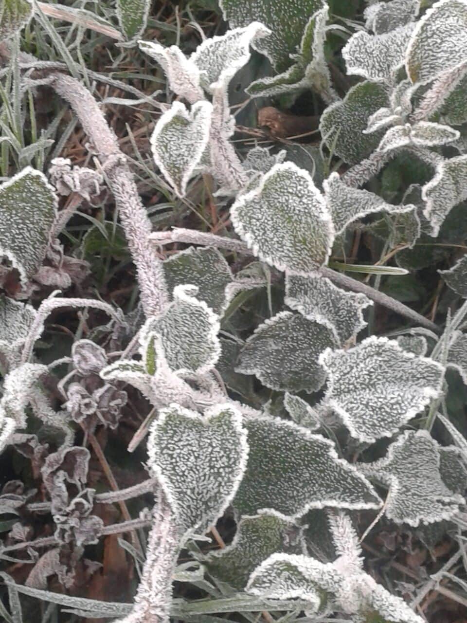 west up me kanp uthe log, jammkar hui barfbari