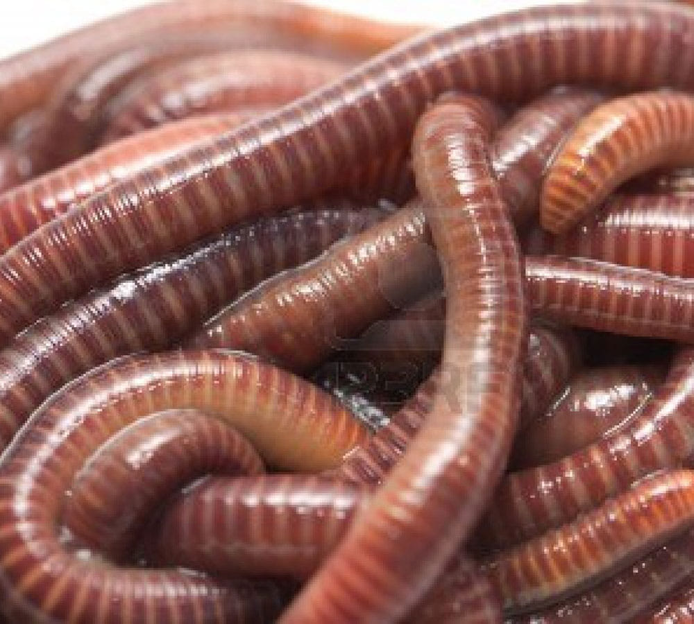 earthworms in woman stomach