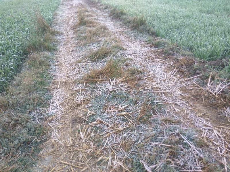 harm effect of cold at cropes