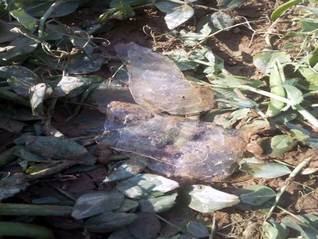 Pala crops ice sheet