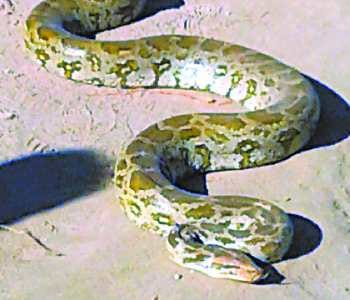 Villagers rescued goat from the python 