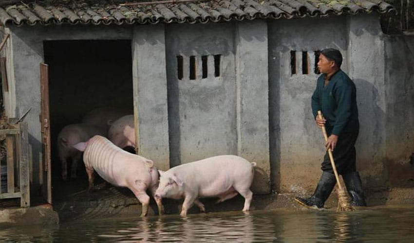 pigs learns swimming for their fitness and better taste