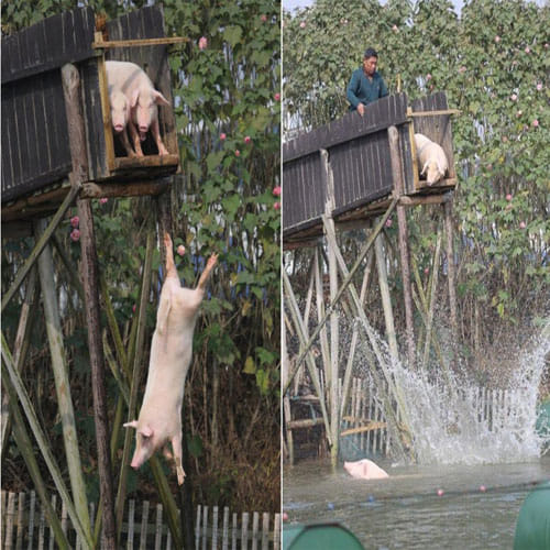 pigs learns swimming for their fitness and better taste