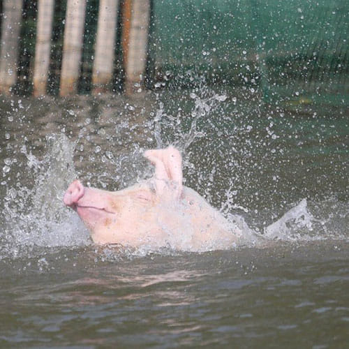pigs learns swimming for their fitness and better taste
