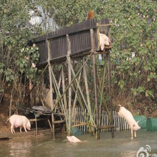 pigs learns swimming for their fitness and better taste