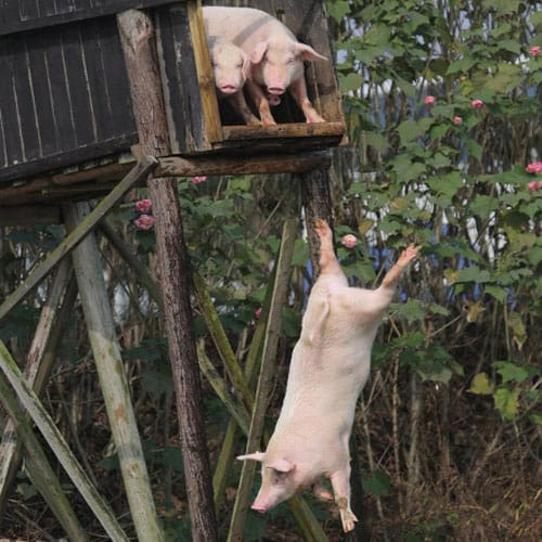 pigs learns swimming for their fitness and better taste