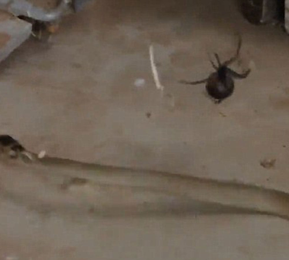 snake in spider trap video viral