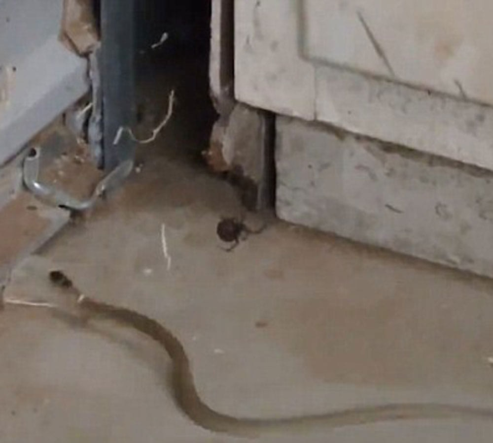 snake in spider trap video viral
