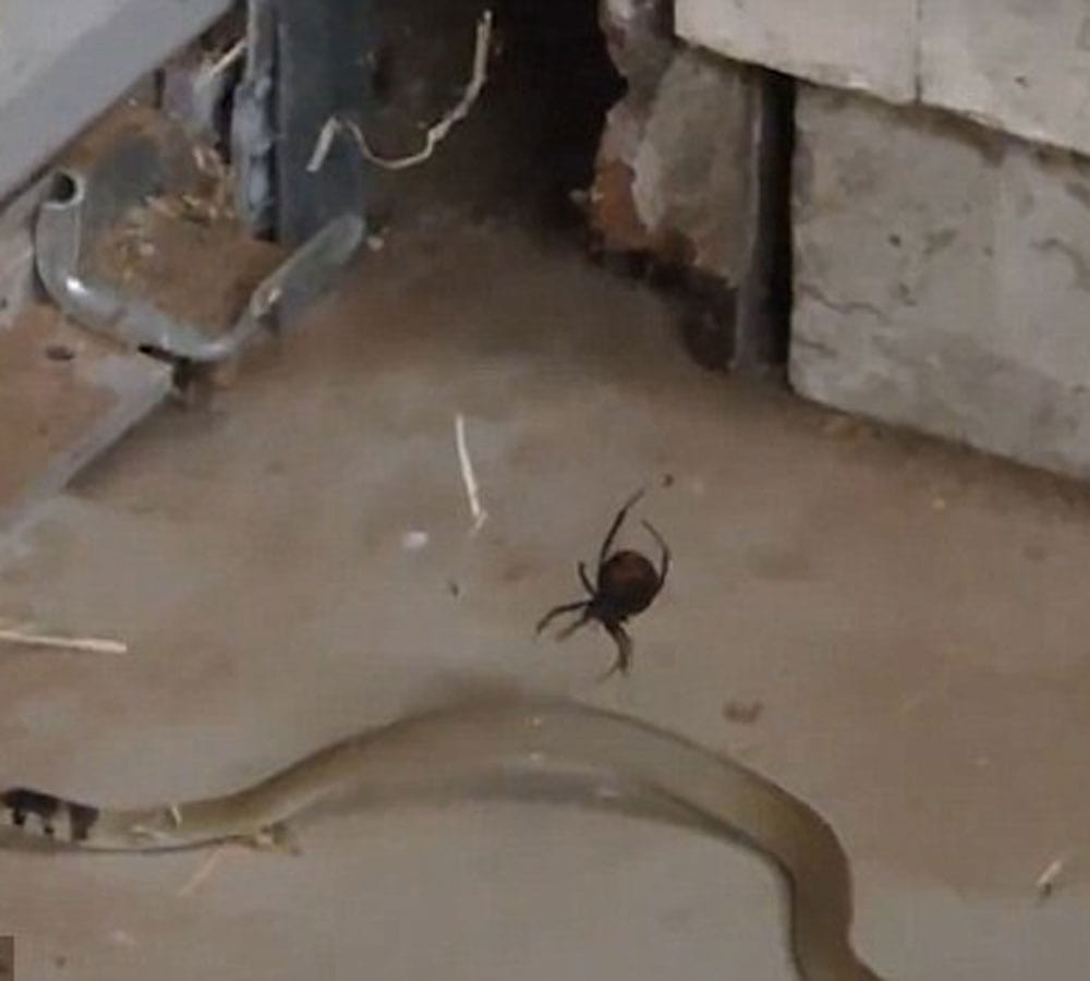 snake in spider trap video viral