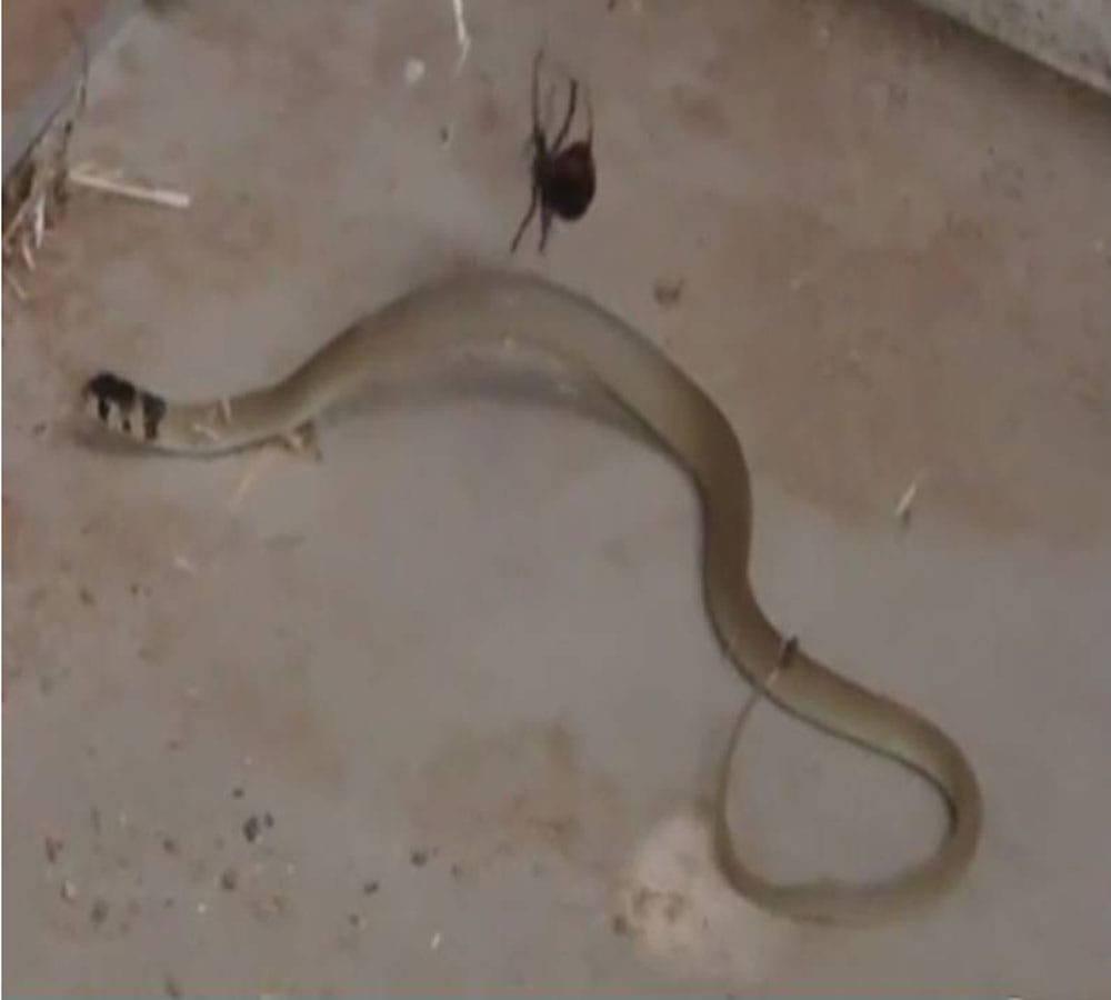 snake in spider trap video viral