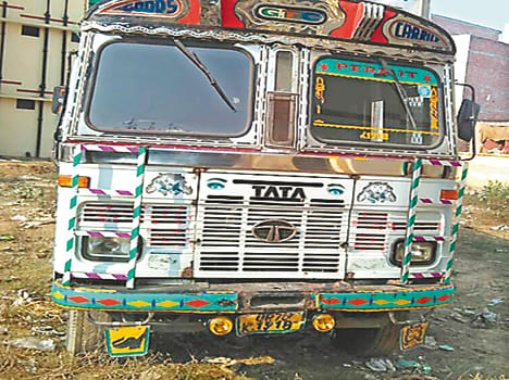 31 with its progeny, five arrested