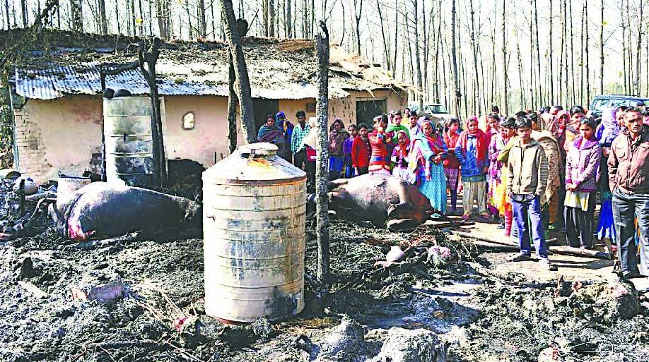 23 burnt alive in the fire cattle