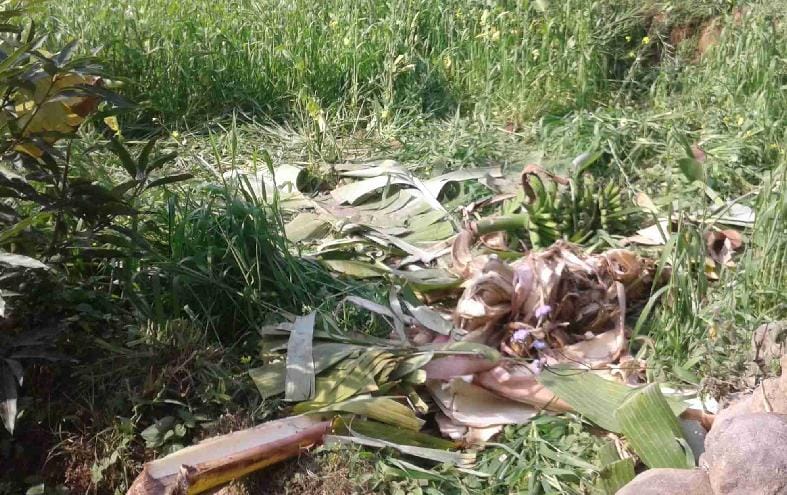 Crop damage by elephants