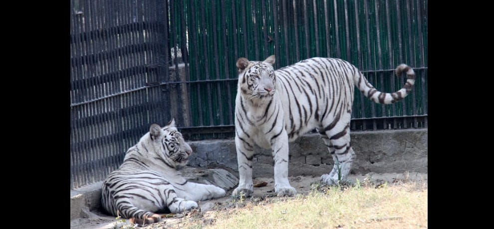Delhi Zoo to get new hospital soon